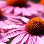 Echinacea: pianta della prateria che aiuta il sistema immunitario. | Bioton.it