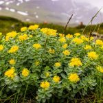 Rhodiola rosea: conosci tutte le sue proprietà e i suoi benefici? | Bioton.it